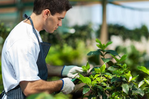 Professional hedge trimming service maintaining garden boundaries