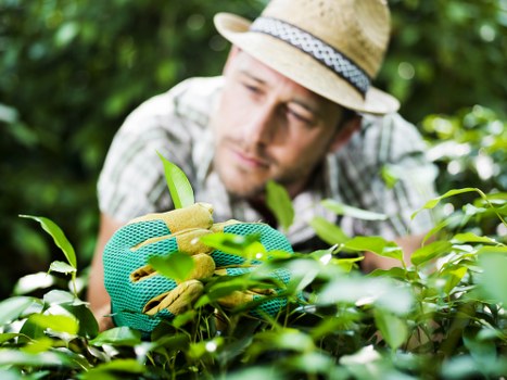 Green waste and debris removal from a garden