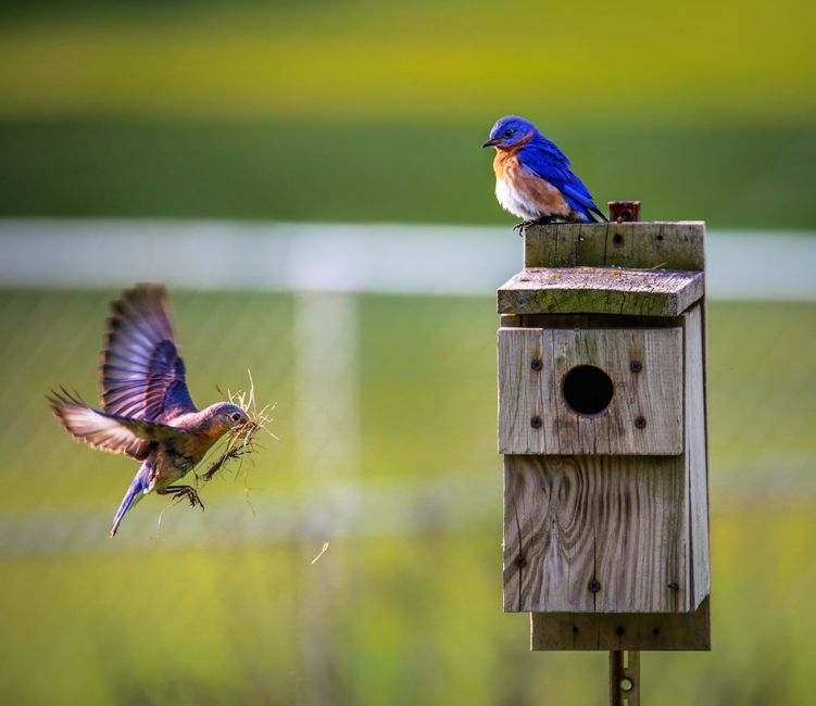 A brightly colored blue and white swallow perched on the top of a wooden birdhouse, with another brown bird in mid-flight nearby holding nesting material in its beak. The scene is set outdoors in a we